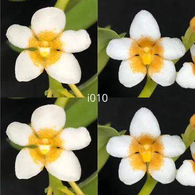 $10.50 • Buy Sarcochilus Orchid Seedling. I010 Sarcochilus (Kulnura Glow '7 Eggs' X Kulnura M
