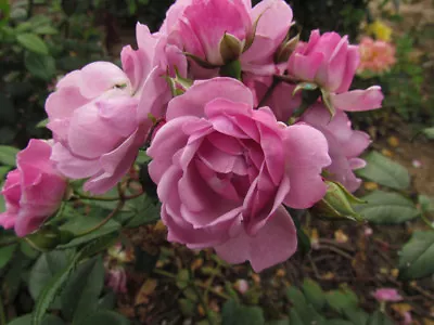 LILAC BOUQUET-5.5lt Potted Repeat Rambling Garden Rose-Lilac Near THORNLESS • £32