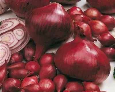 £21.99 • Buy Onion Sets -RED KARMEN Onions Sets -Easy Way To Grow Onions. Ready For Plant Now