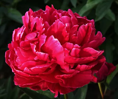 Rubra Plena Red Double (peony) Paeonia Perennial Plant Potted 1  Litre • £13.50