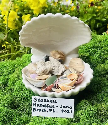 Wholesale Seashell Handful (Morning Of Shelling) Juno Beach Florida Shells • $23