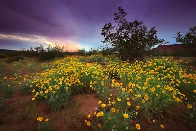 Desert Marigold Baileya Multiradiata 50+ Seeds • $3.98