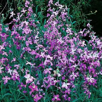 100 X Garden Seeds Night Scented Stock Lilac Matthiola Bicornis Purple Flowers  • £1.65