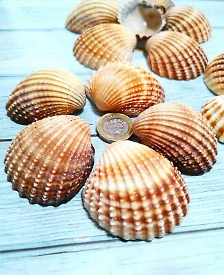 10x Giant Cockles Shell | Art Supply | Natural SeaShells | Crafting Supply |... • £5.25