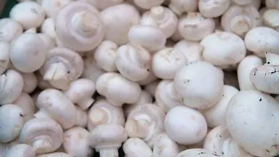 1 LB Of White Button Mushroom Grain Spawn US Seller!!! • $35