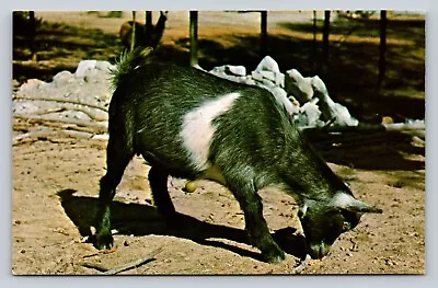 PYGMY Goat At Gobblers Knob Zoo Farm Parke County IN VINTAGE Postcard • $6.90