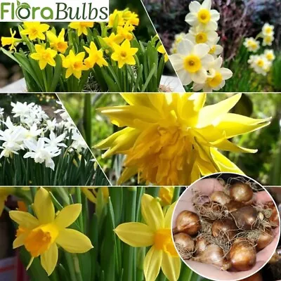 Narcissus 30 Mixed Daffodil Bulbs Spring Flowering Bulbs Garden Plants • £150