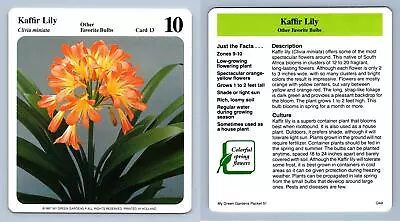 Kaffir Lily #13 Bulbs - My Green Gardens 1987 Cardmark Card • £1.25