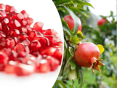 25 POMEGRANATE SEEDS (Punica Granatum) | Sweet Tropical EDIBLE FRUIT Shrub Tree • $3.50