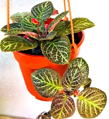 Episcia Cupreata Flame Violets Red Color Flowers 2 Roots Patterned Leaves • $21.99