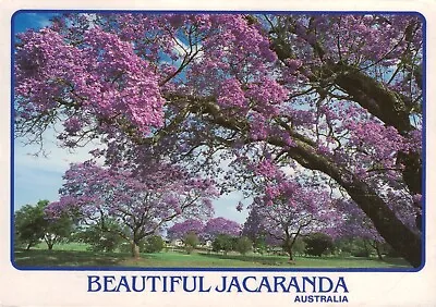 Postcard Jacaranda Trees Queensland Australia. • £2.50