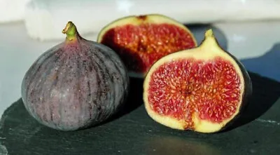 Fig (Ficus Carica) Live Fruit Tree (10 In To 2 Ft) • $40.15