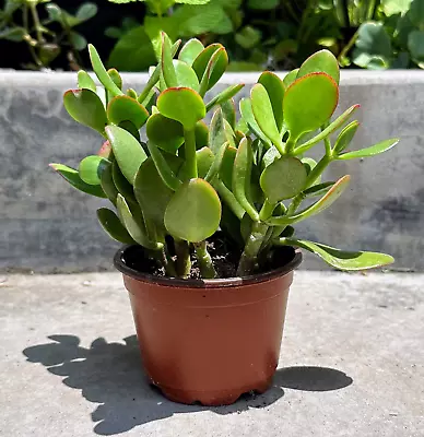 Crassula Ovata Green Jade Plant ‘Money Tree’ Live Plant In 4” Inch Pot W/ Soil  • $16.99