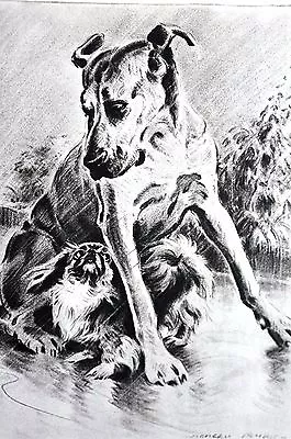 Morgan Dennis 1946 GREAT DANE And PEKINGESE PEKE Vintage Matted Dog Print • $25