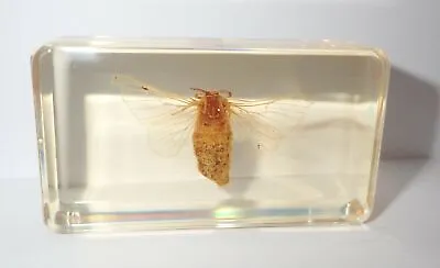 Silk Moth Bombyx Mori In 73x40x24 Mm Amber Clear Block Education Insect Specimen • $16