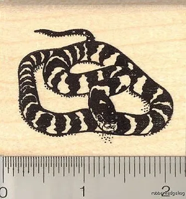 California King Snake Rubber Stamp H11702 WM • $17