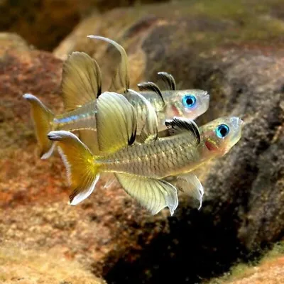 Pacific Blue-Eye | Pseudomugil Signifer | Rainbowfish | Peaceful Active Fish • £8.60