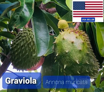 $14 • Buy (30) Seeds From LARGE Fruit - SOURSOP / ANNONA MURICATA /  GRAVIOLA GUANABANA 