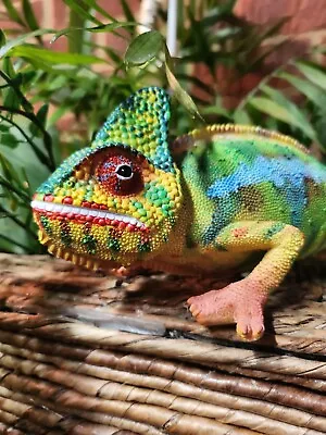 Vivid Arts - Chameleon - PP-CHAM-F  Exotic Reptile Ornaments Garden Decorations • £29.95