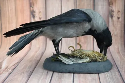 GOTHIC  BLACK RAVEN W/ Trophy Quail Coturnix NEW PREMIUM TAXIDERMY • $175