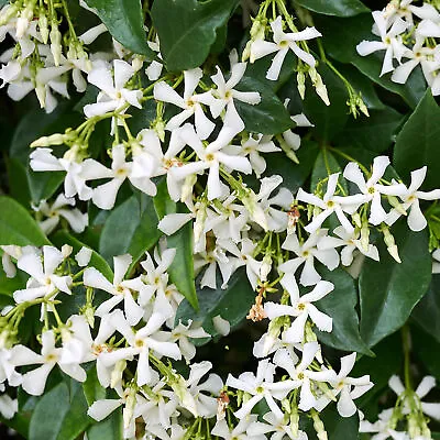 Trachelospermum Jasminoides Star Jasmine Evergreen Climber Outdoor Plant 9cm Pot • £12.99