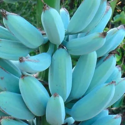 Blue Java Banana Seeds (Musa Acuminata × Balbisiana) Var. Blue Java 500+ Seeds • $700