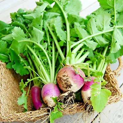 2000+ Turnip Seeds Purple Top White Globe Non-gmo Heirloom Vegetable Spring Usa • $3.99