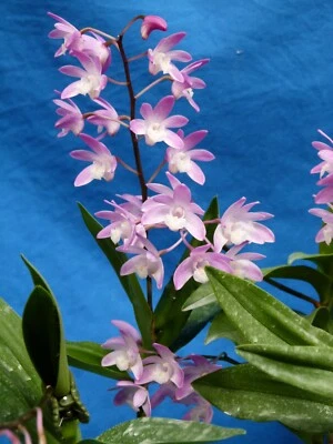 $25 • Buy THG Orchid DENDROBIUM Bardo Rose 'Mem Garry Edwin' Div  In A 10cm Pot