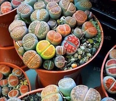 $2.59 • Buy 100pcs Rare Lithops  Easy Living Stones Plant Succulent Cactus Fresh Seeds