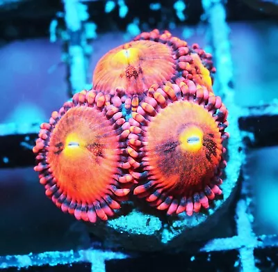 Halle Berry Paly Zoanthids Paly Zoa SPS LPS Corals WYSIWYG • $4.99