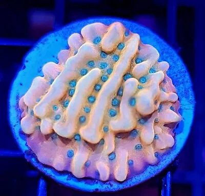 ASD Rainbow Phoenix Montipora * Monti * Live Coral Frag * AJ's Aquariums • $59.99