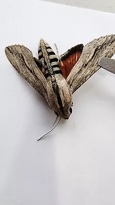 EX-PUPAE Erinnyis Ello Ello Sphinx Moth Close Wings MALE  E#22 • $9.99