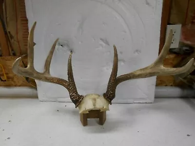 ODD BALL 21  Wide WHITETAIL DEER RACK Browtine Antlers Mule Mount Taxidermy Elk • $90