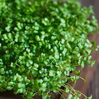 Mustard Greens - Seeds - Non Gmo - Heirloom Seeds – Microgreen Seeds • $2.79