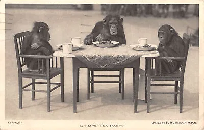 R333820 Chimps Tea Party. Gardens Of The Zoological Society Of London. F. W. Bon • £6.75