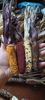 300 Seeds! Miniature Indian Corn! Fun And Easy To Grow! Beautiful And Decorative • $12.95