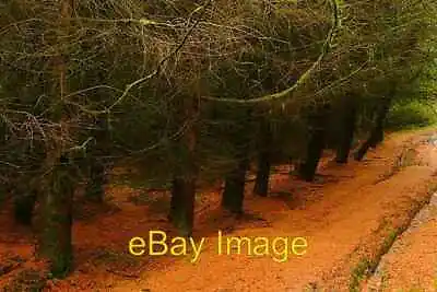 £2 • Buy Photo 6x4 Orange Carpet Treherbert The Larches Were Dropping Their Leaves C2008