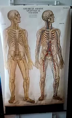 Antique 1918 Max Brodel THE NERVOUS & CIRCULATORY SYSTEMS Medical Chart EXLG EXC • $150