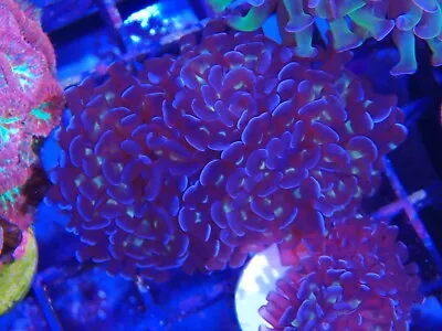 Purple Hammer Coral Marine Aquarium Hard Coral LPs  • £40