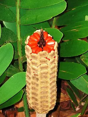 Cardboard Cycad Palm Zamia Furfuracea Sago Plant  Tree Mexican Seed - 10 Seeds • $8.99