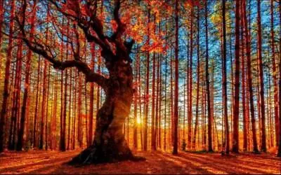 $22.98 • Buy Landscape Big Tree Forest DIY Diamond Painting Embroidery Cross Stitch Sun Art
