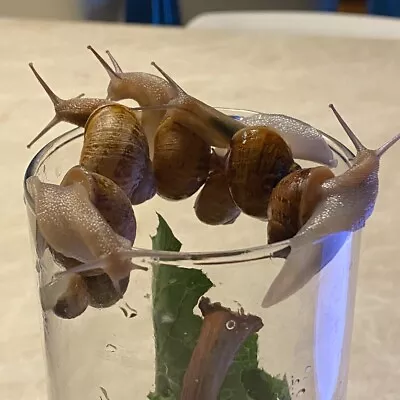 6 LIVE Young Snails Helix Aspersa Müller PET GARDEN SNAIL Medium Size • $29