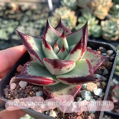 Echeveria Agavoides Ebony (selected) W/ Dark Edge优选乌木 - Succulents Delight Plant • $24.99