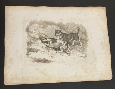 £4 • Buy Etching By Samuel Howitt DOGS