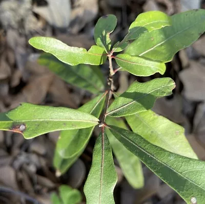 Live Oak Swamp Laurel Quercus Laurifolia (1) Seedling • $21.97