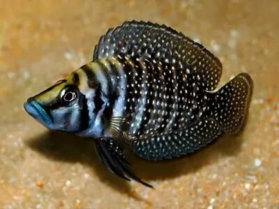 Black Pearl Calvus Cichlid Tanganyika Cichlid Altolamprologus Calvus 4cm • £20