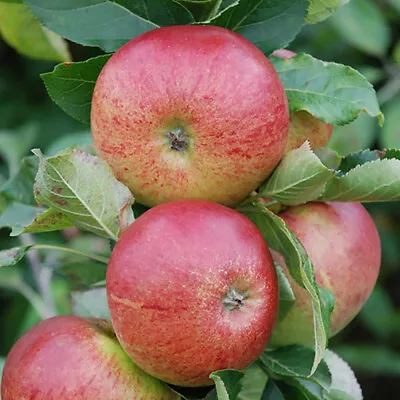 You Garden - Apple Tree 'Gala' Fruit Tree In 5 Litre Pot • £22.99