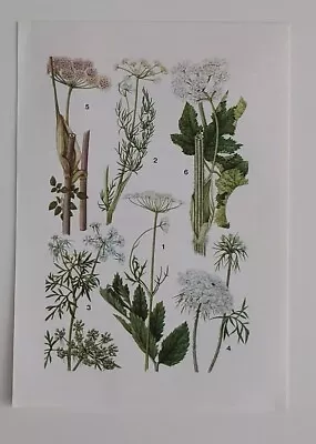 Cow Parsley Angelica Vintage Botanical Print Illustration Marianne Golte Bechtle • £10