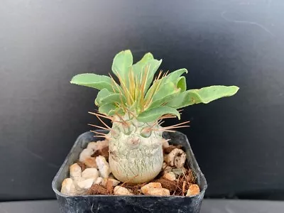 Pachypodium Namaquanum - Rare Succulent Well Rooted Plant - 2  Pot • $36