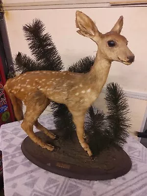 Fawn Baby Deer Taxidermy Mounted Spotted • $199